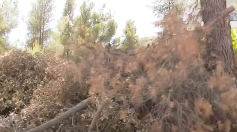 Βουνό η καύσιμη ύλη στον Διόνυσο – “Ζούμε με τον φόβο ότι θα καούμε εμείς και τα σπίτια μας”, λένε οι κάτοικοι (βίντεο)