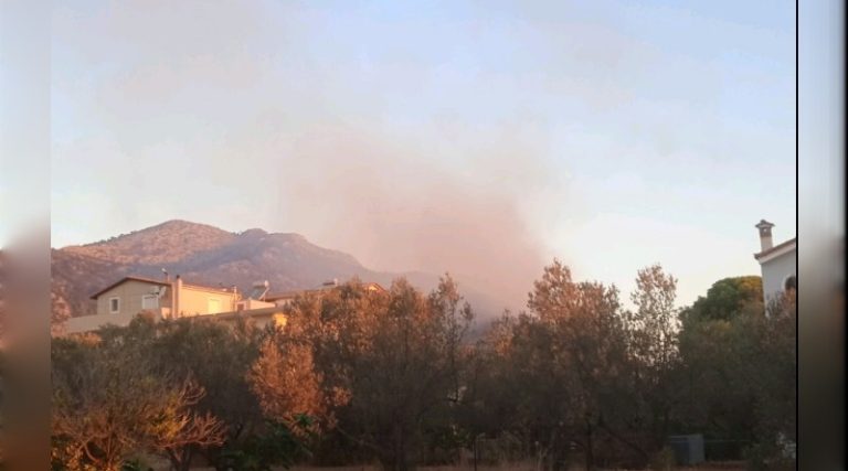 Αναζωπύρωση τα ξημερώματα στο Αγριλίκι στη Νέα Μάκρη (φωτό)