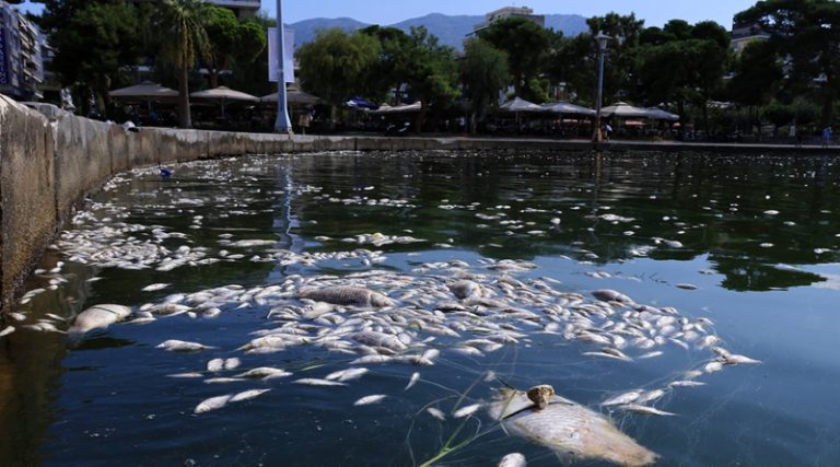 Έκτακτη σύσκεψη για τα χιλιάδες νεκρά ψάρια στο λιμάνι του Βόλου