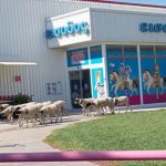 Κορωπί: Κοπάδι πρόβατα πήγαν  βόλτα για φαγητό στα… Jumbo! (φωτό)