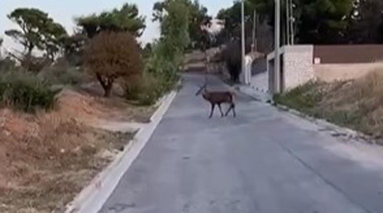 Πικέρμι: Εμφανίστηκε ελάφι στο Ντράφι! (βίντεο)